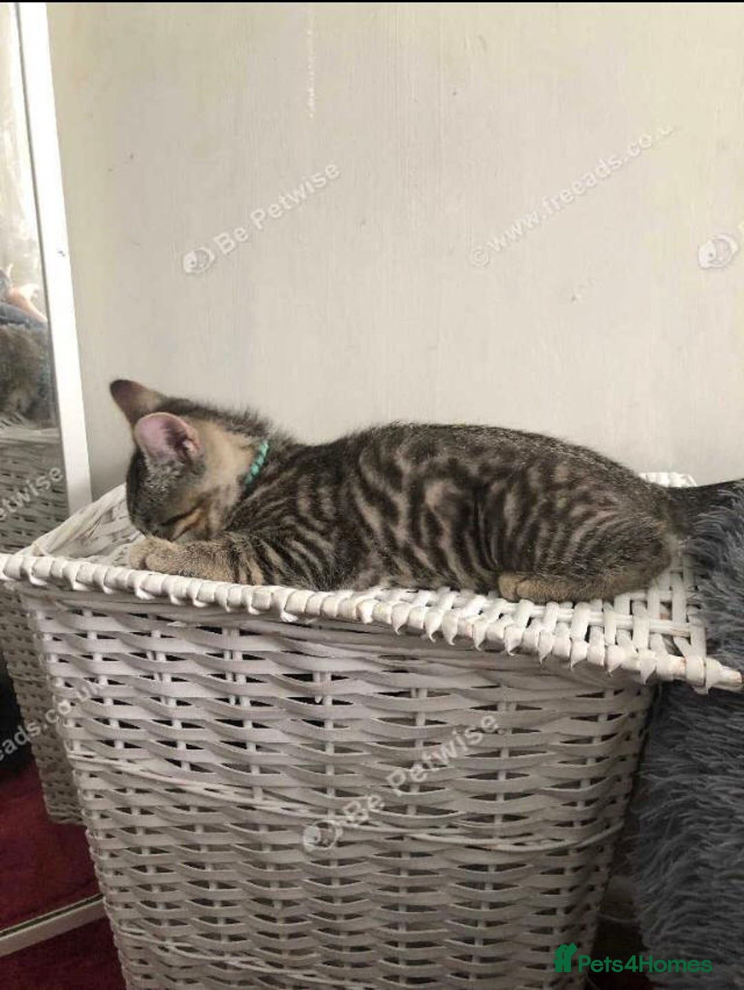 Mixed Breed cats for sale: Beautiful kitty  - Image 3