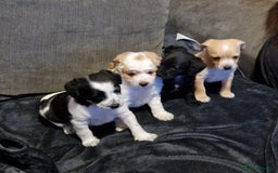 Chipoo dogs for sale: Poodle cross chihuahua puppies  - Advert 1