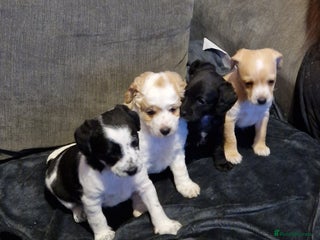 Chipoo dogs Poodle cross chihuahua puppies - Advert 11