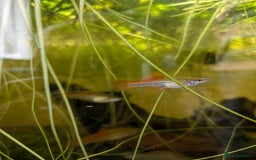 Swordtails fish for sale: Large amount of Swordtails (price negotiable) - Image 1
