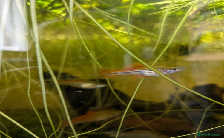 Swordtails fish - Advert 3