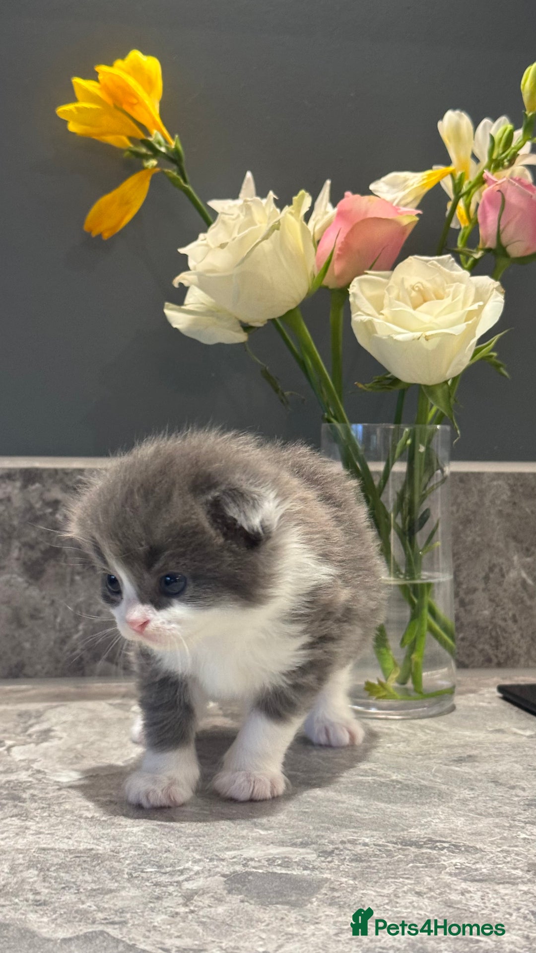 British Shorthair cats for sale: 🐾✨ READY for Their Forever Home ✨🐾 - Image 6
