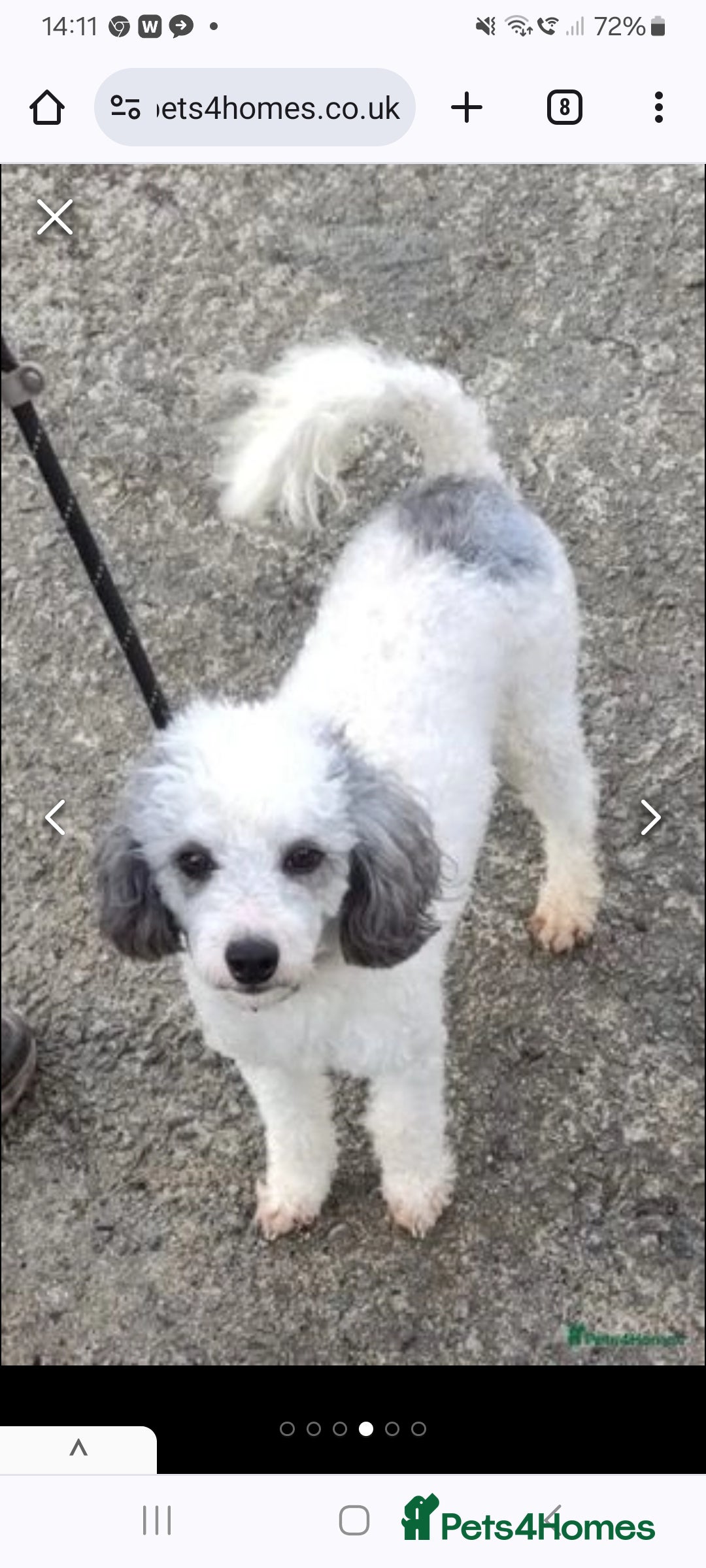Toy Poodle dogs for stud: Kc Toy Poodle For Stud, proven and experienced  in Saint Austell - Image 2