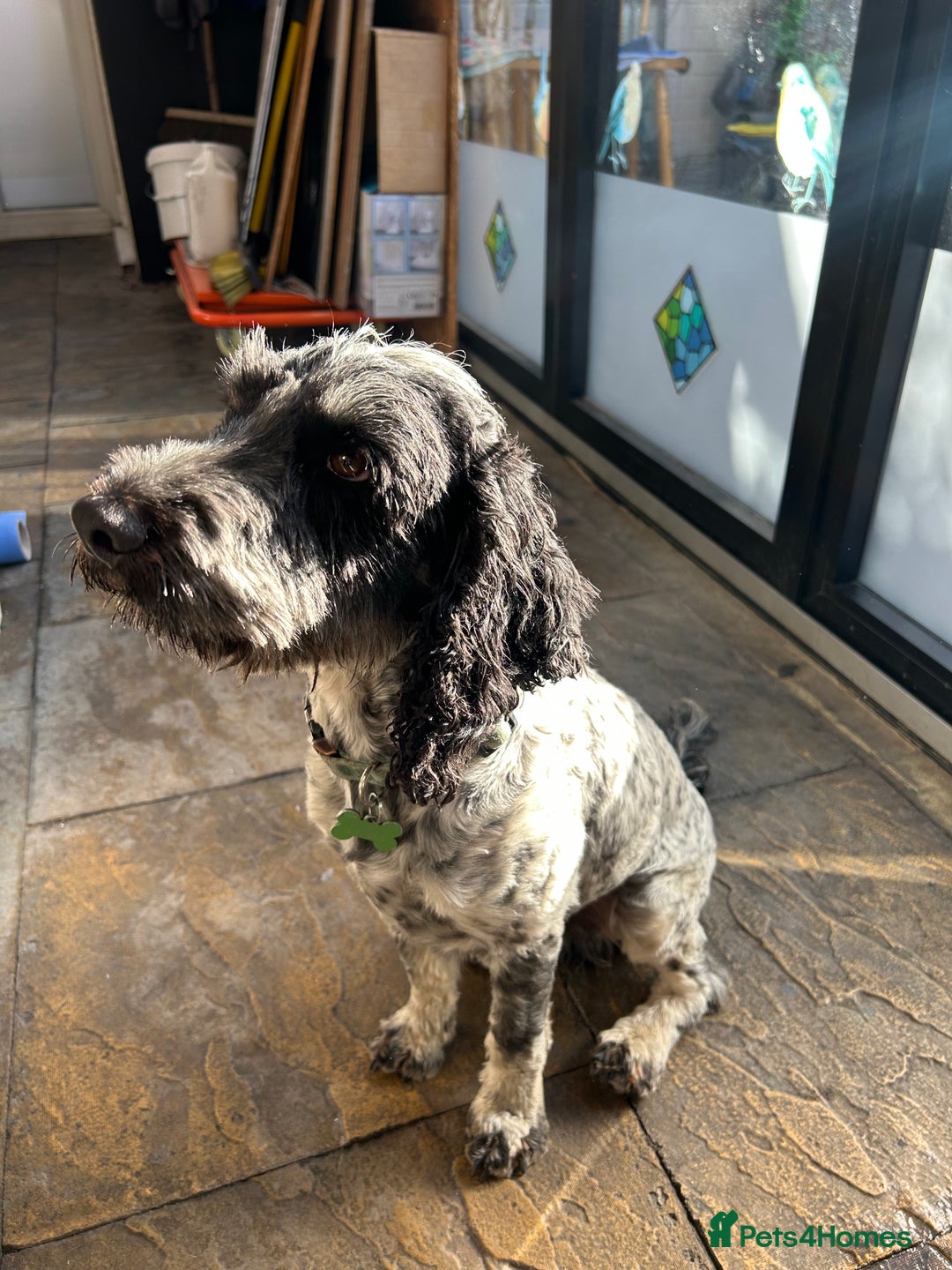 Cockapoo dogs for sale: Blue Roan F2 Female Cockapoo  - Advert 14