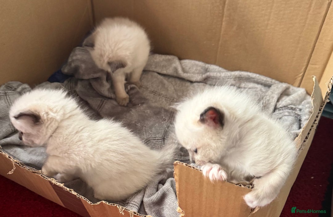 Ragdoll cats for sale: Adorable Ragdoll kittens - Image 6