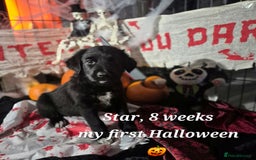 Border Collie dogs for sale: LAST BEAUTIFUL BORDER COLLIE - Image 4