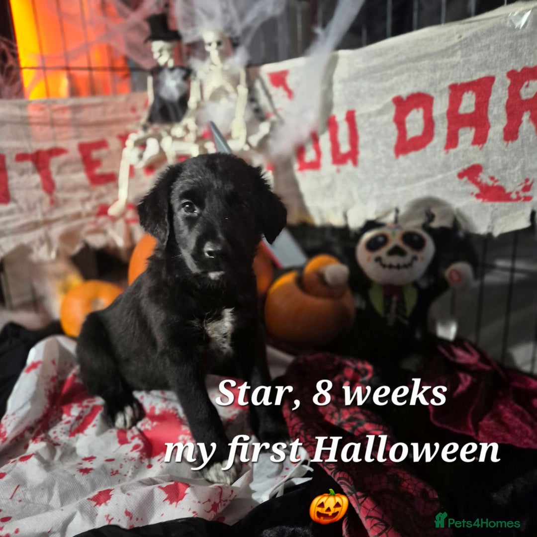 Border Collie dogs for sale: LAST BEAUTIFUL BORDER COLLIE - Image 4