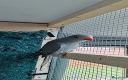 Ringnecks birds for sale: Opaline Ring Neck Breeding Pair – 8 Months Old - Image 4