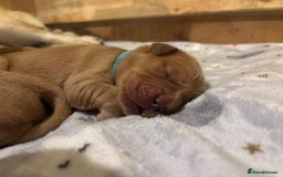 Golden Retriever dogs for sale: Beautiful Golden Retriever puppies  - Image 13