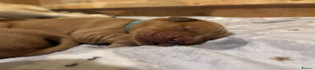 Golden Retriever Puppy 3