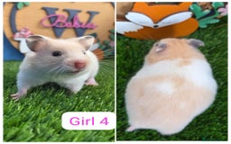 Hamster rodents for sale: Syrian Hamster Babies Baby Boy Girl Male Female    - Image 7