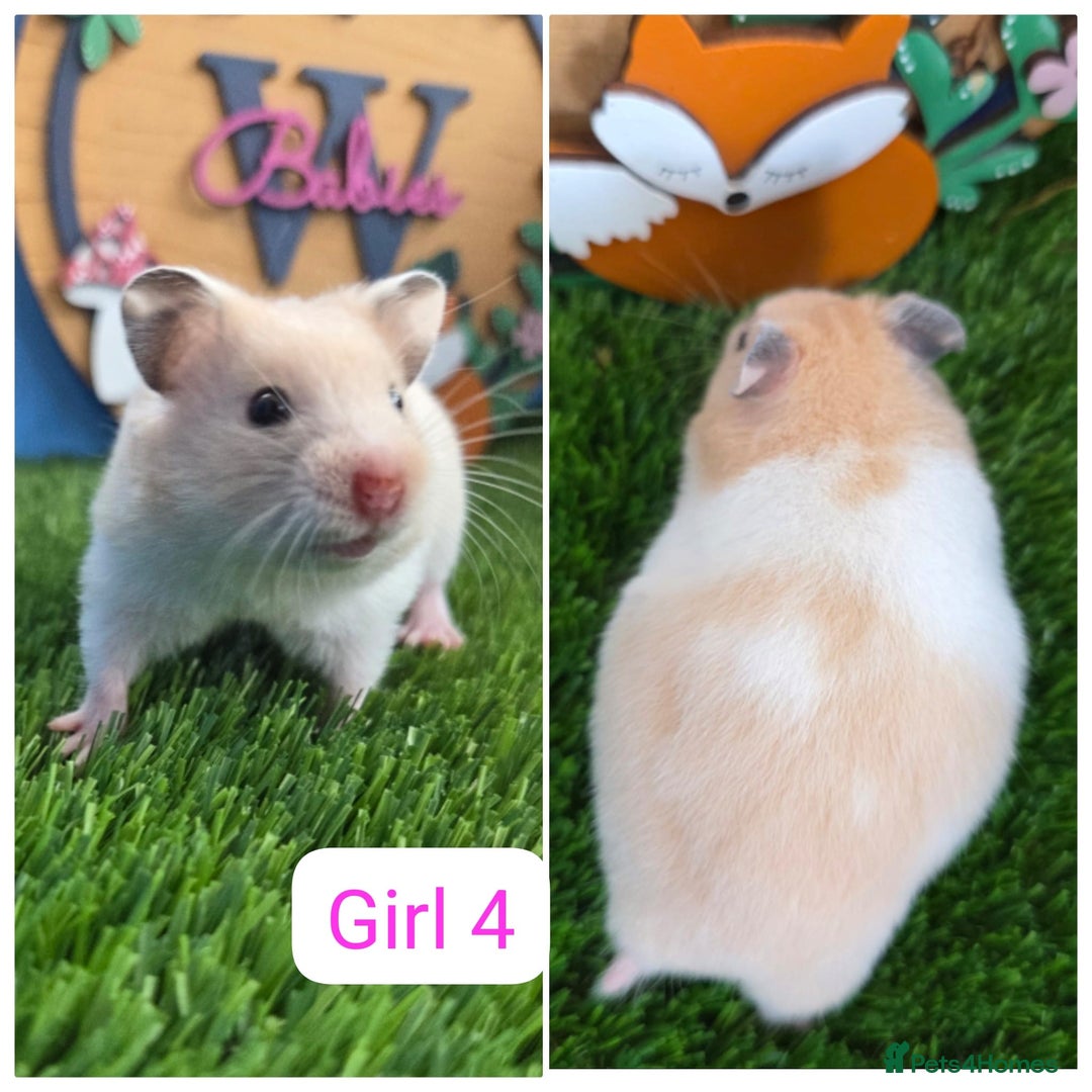 Hamster rodents for sale: Syrian Hamster Babies Baby Boy Girl Male Female    - Image 7
