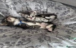 Maine Coon cats for sale: Maine coon kitten  - Image 35