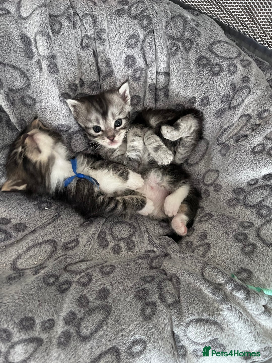 Maine Coon cats for sale: Maine coon kitten  - Image 35