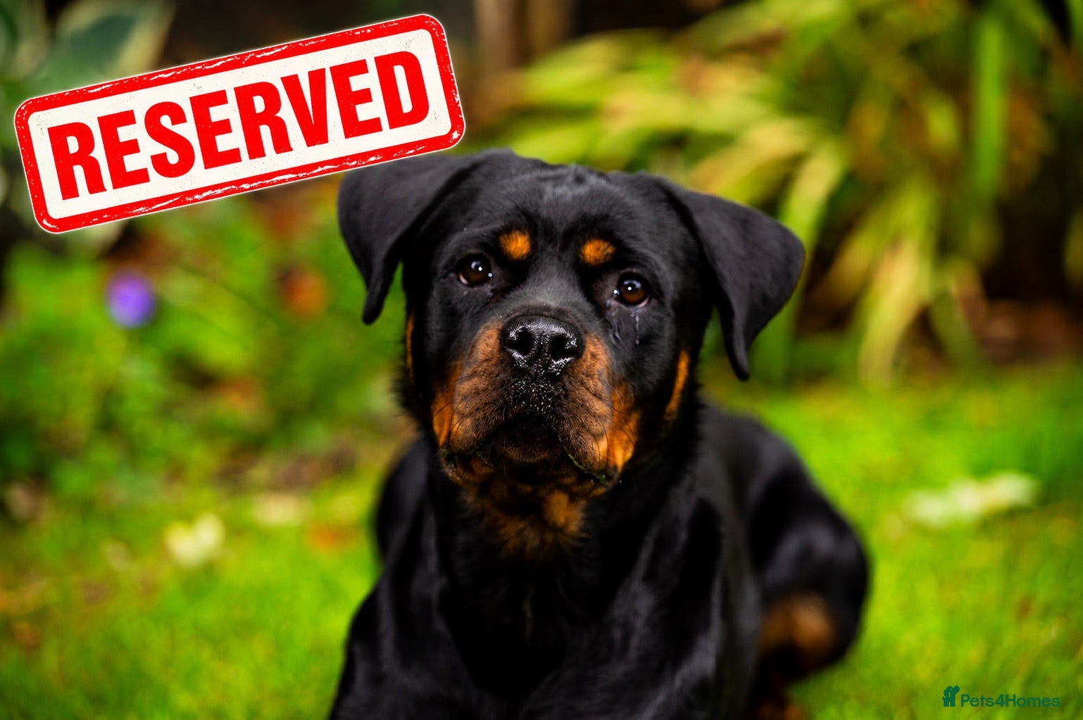 Rottweiler dogs Female Rottweiler/ Fully Trained/ Family Friendly - Advert 1