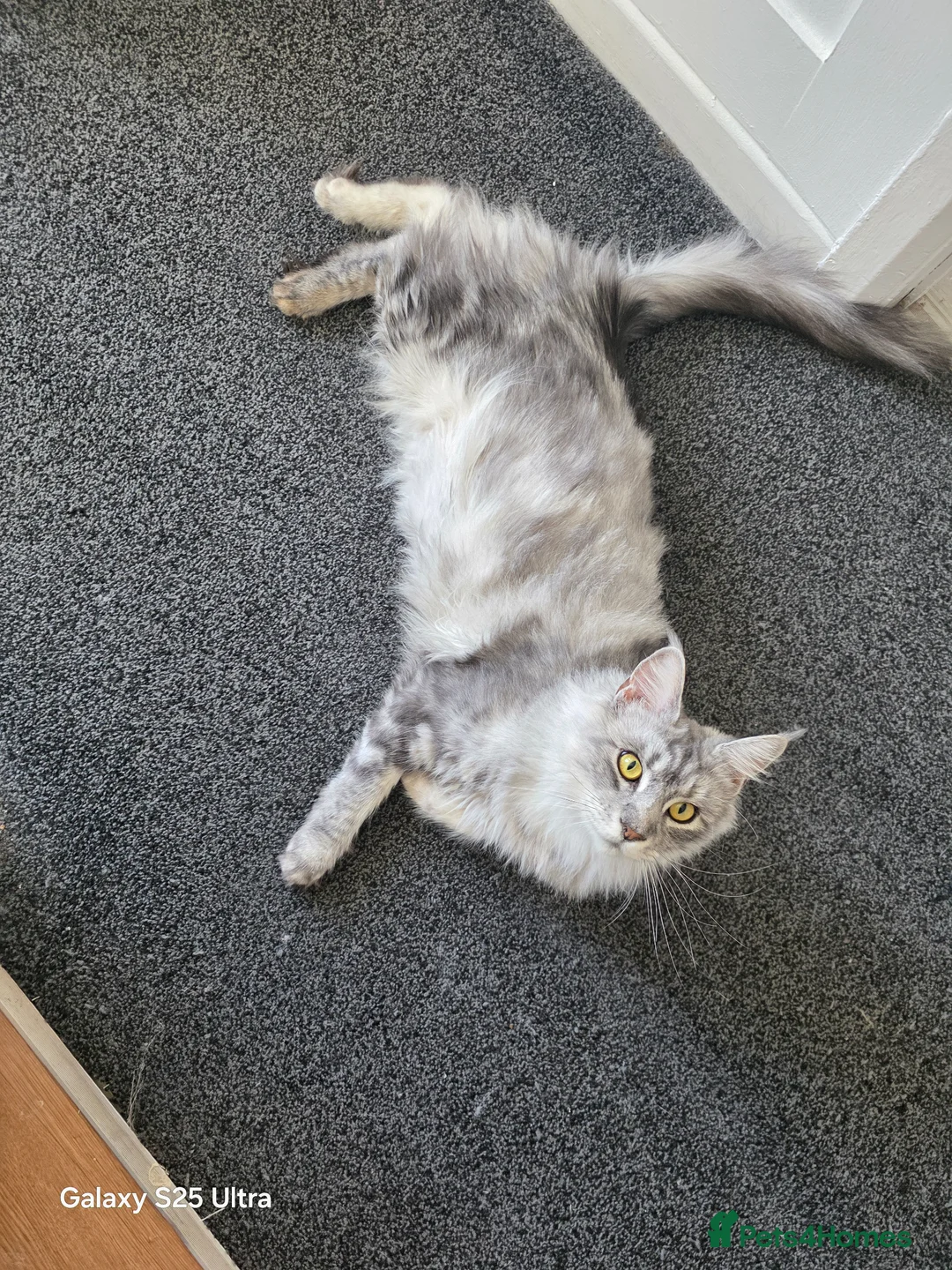 Maine Coon cats for sale: Maine coon  - Advert 7