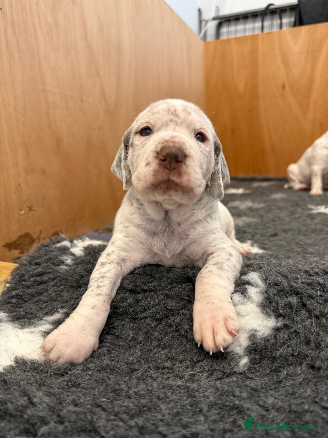Pointer dogs for sale: French Pointer - Braque du Bourbonnais 🇫🇷  - Image 7