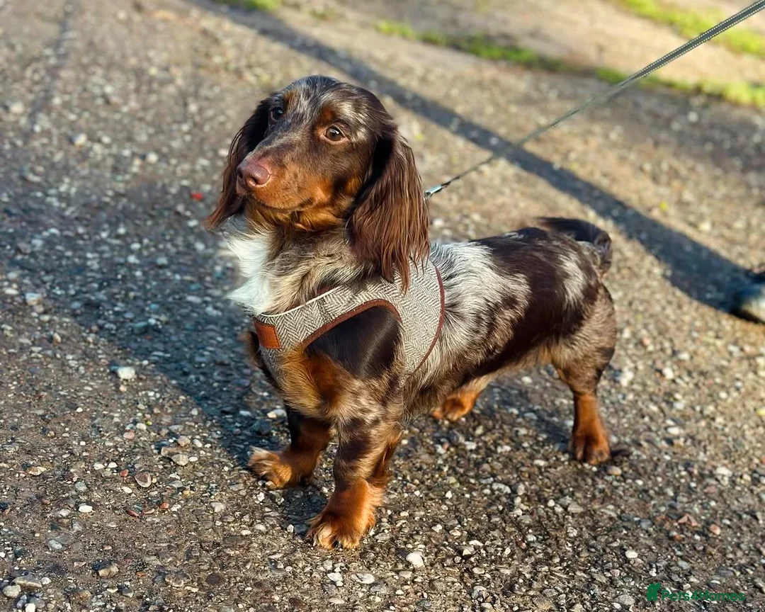 Miniature Dachshund dogs for stud: KC health tested chocolate dapple STUD in Tamworth - Advert 1