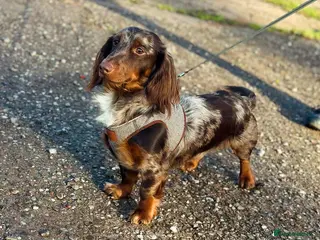 Miniature Dachshund dogs KC health tested chocolate dapple STUD in Tamworth - Advert 15