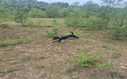 Patterdale Terrier dogs for sale: Kolbe  - Image 6