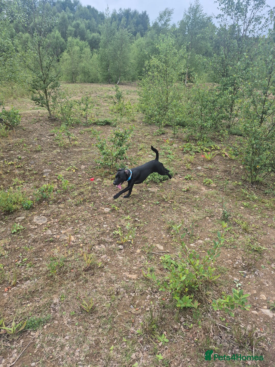 Patterdale Terrier dogs for sale: Kolbe  - Image 6