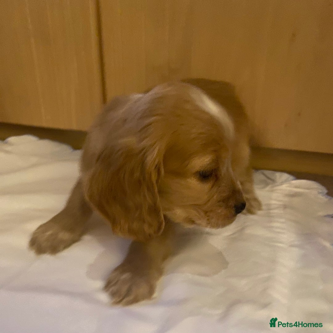 Cocker Spaniel dogs for sale: Beautiful cocker spaniel’s for sale - Advert 4