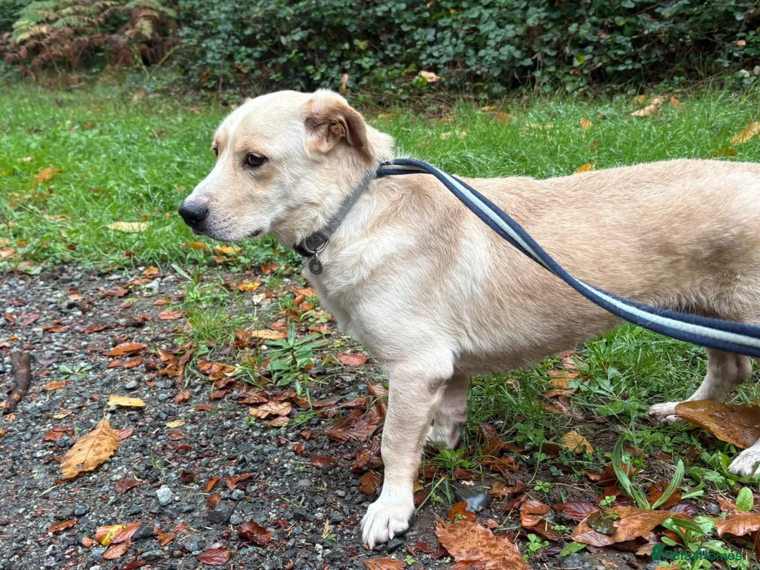 Mixed Breed dogs for adoption: Harvey -Norwich Norfolk  in Norwich - Advert 17