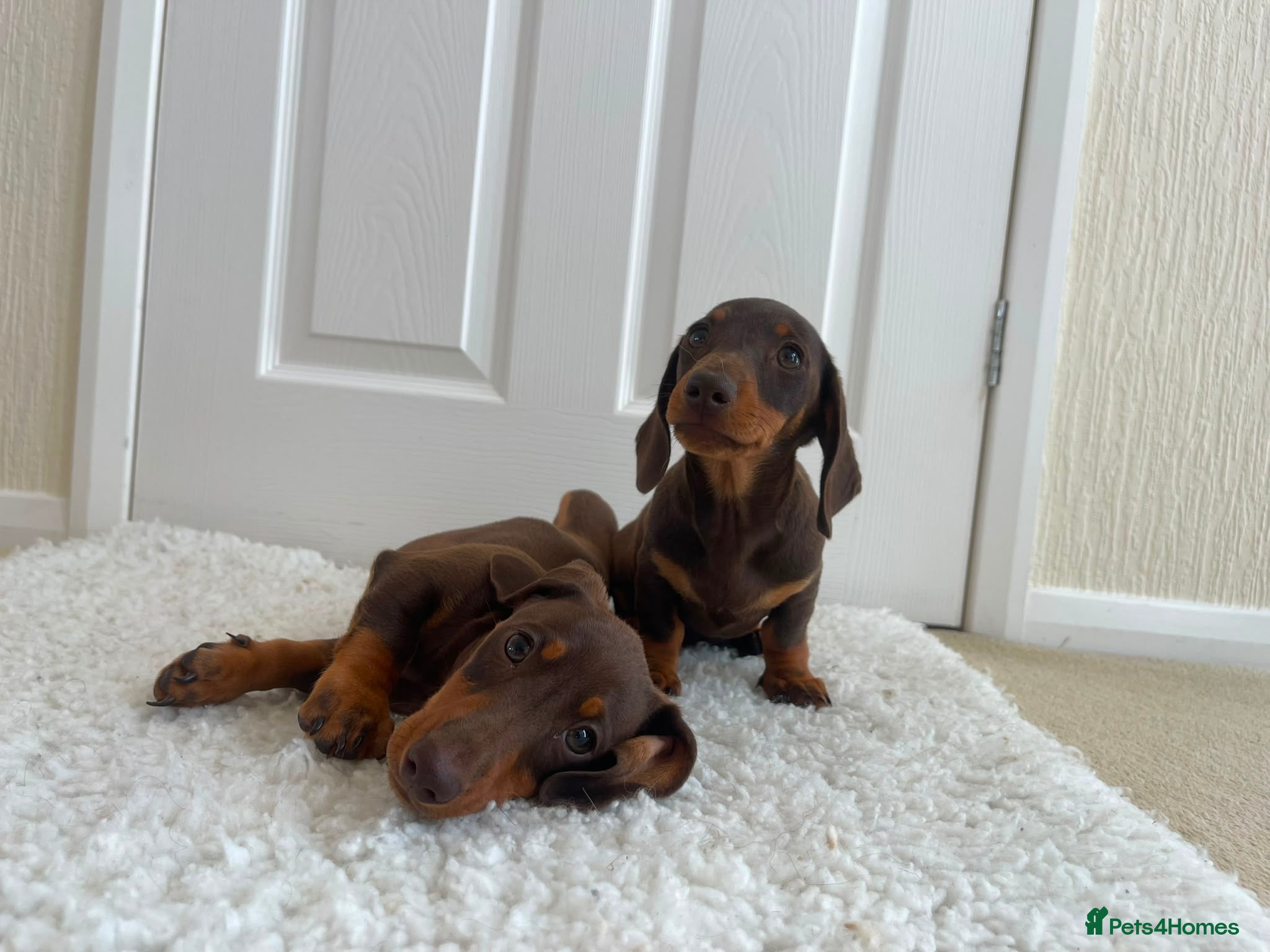 Miniature Dachshund dogs True miniature dachshunds - Advert 1
