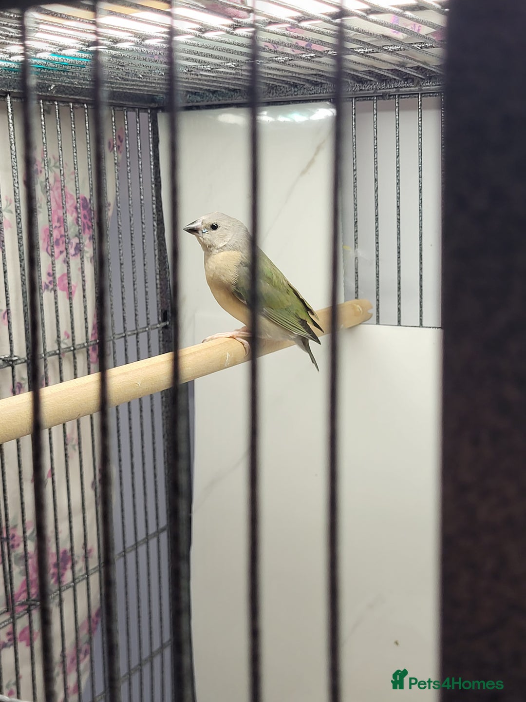 Finches birds for sale: Young gouldian finches - Advert 1