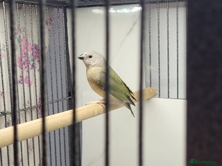 Finches birds Young gouldian finches - Advert 3