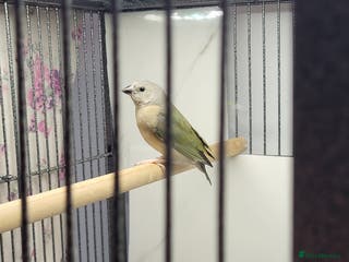 Finches birds Young gouldian finches - Advert 2