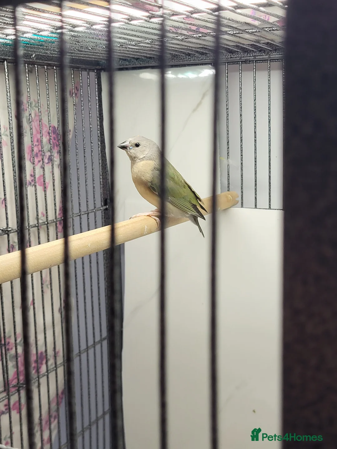 Finches birds for sale: Young gouldian finches - Advert 1