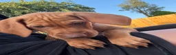 Hungarian Vizsla dogs for sale: KC Registered Hungarian Vizsla Puppies - Advert 4