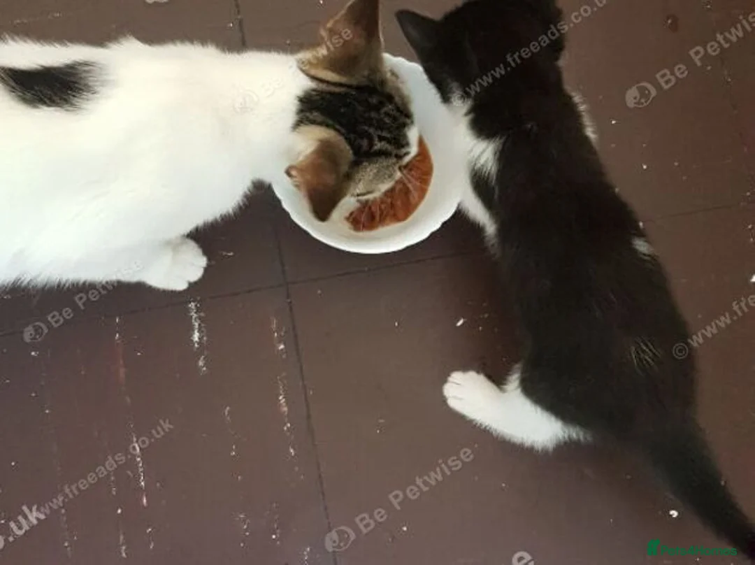 Mixed Breed cats for sale: Sweet male kitten looking for a loving home. - Advert 1