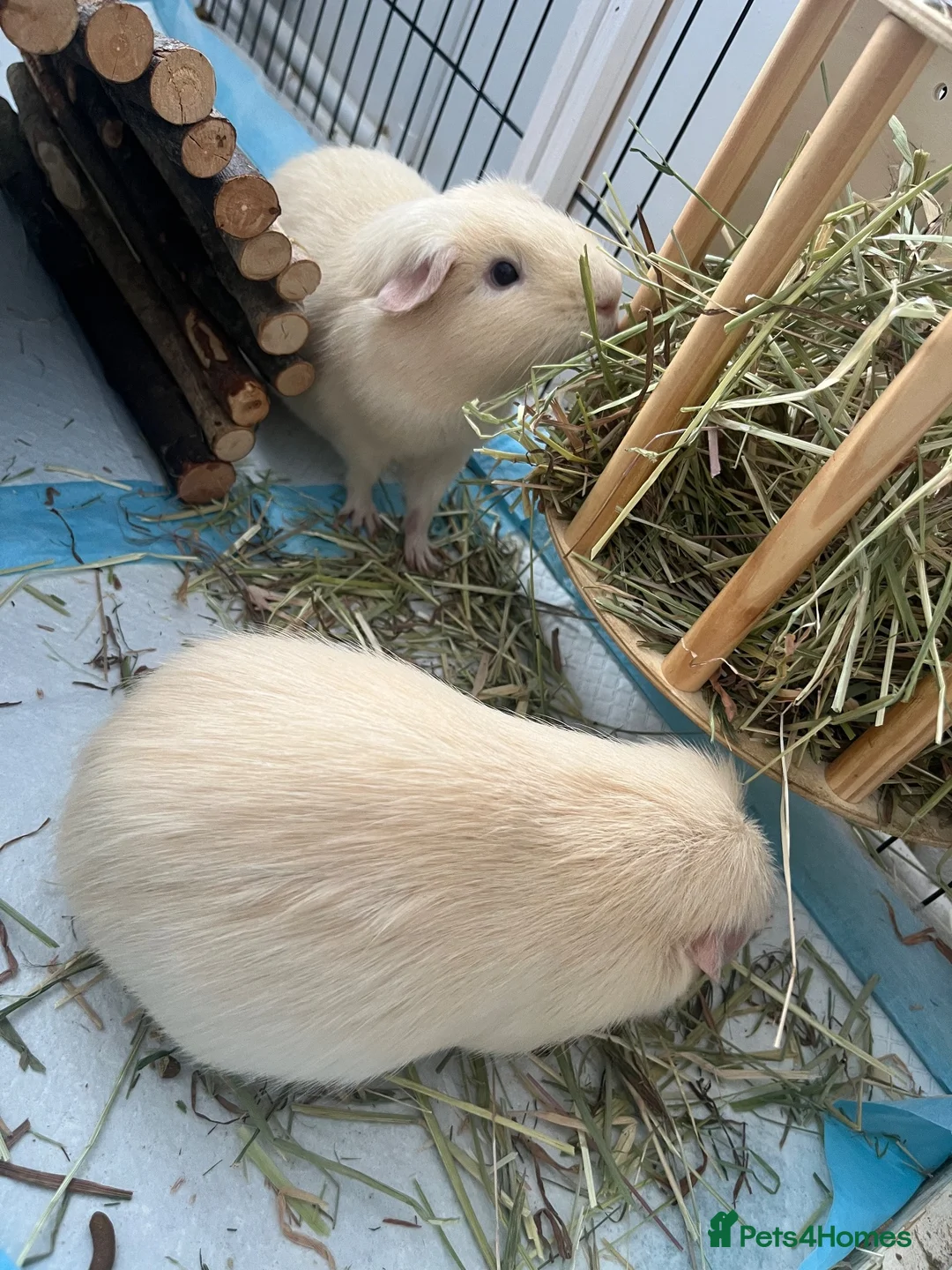Guinea Pig rodents for sale: 2 pure bred guinea pigs (free) in London - Advert 1