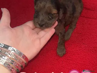 Cockapoo dogs Cockapoo puppies - Advert 18