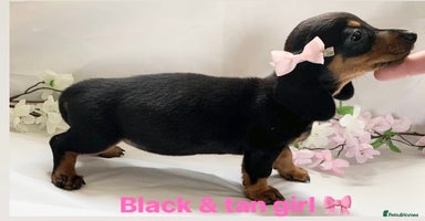 Miniature Dachshund dogs - Advert 3