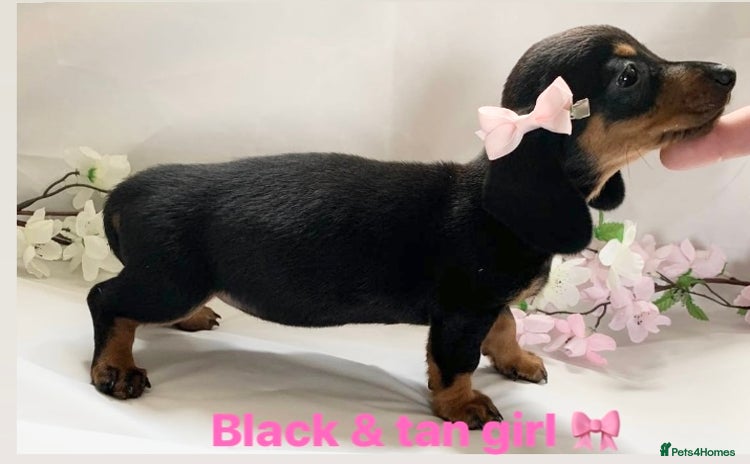 Miniature Dachshund dogs - Advert 2