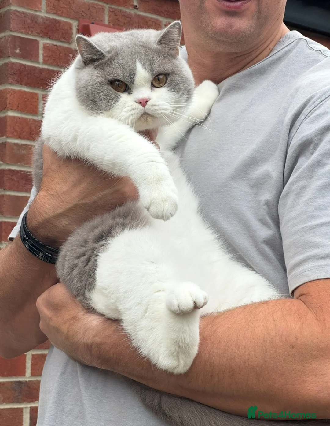 British Shorthair cats for sale: TICA reg lilac bi colours ready from 10 December  - Advert 12