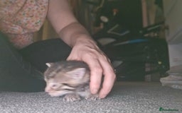 Bengal cats for sale: Pure pedigree bengals avaliable  - Image 21
