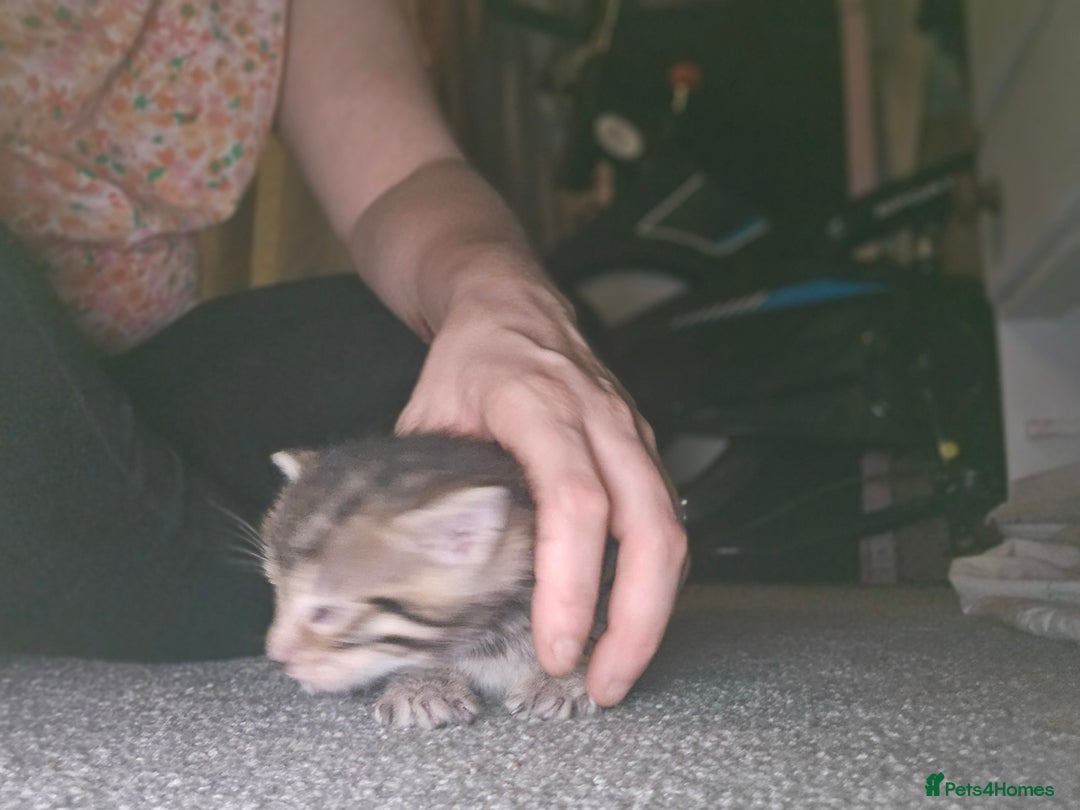 Bengal cats for sale: Pure pedigree bengals avaliable  - Image 21