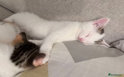 Domestic Shorthair cats for sale: Sweet, Playful Kittens Ready for Loving Homes 🐱 - Image 16