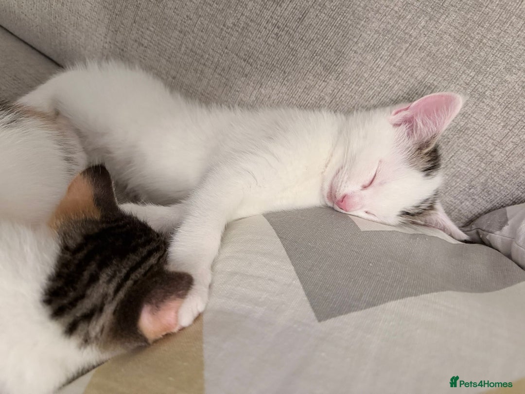 Domestic Shorthair cats for sale: Sweet, Playful Kittens Ready for Loving Homes 🐱 - Image 16