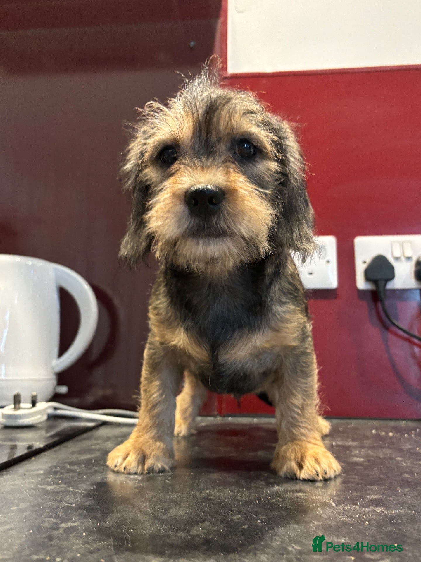 Mixed Breed dogs for sale: Cute small pup only 1 pup left now final reduction - Advert 1