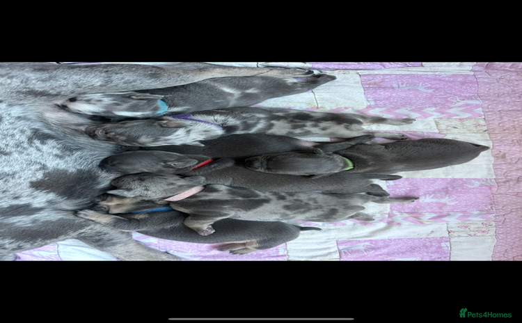 Mixed Breed dogs - Advert 1
