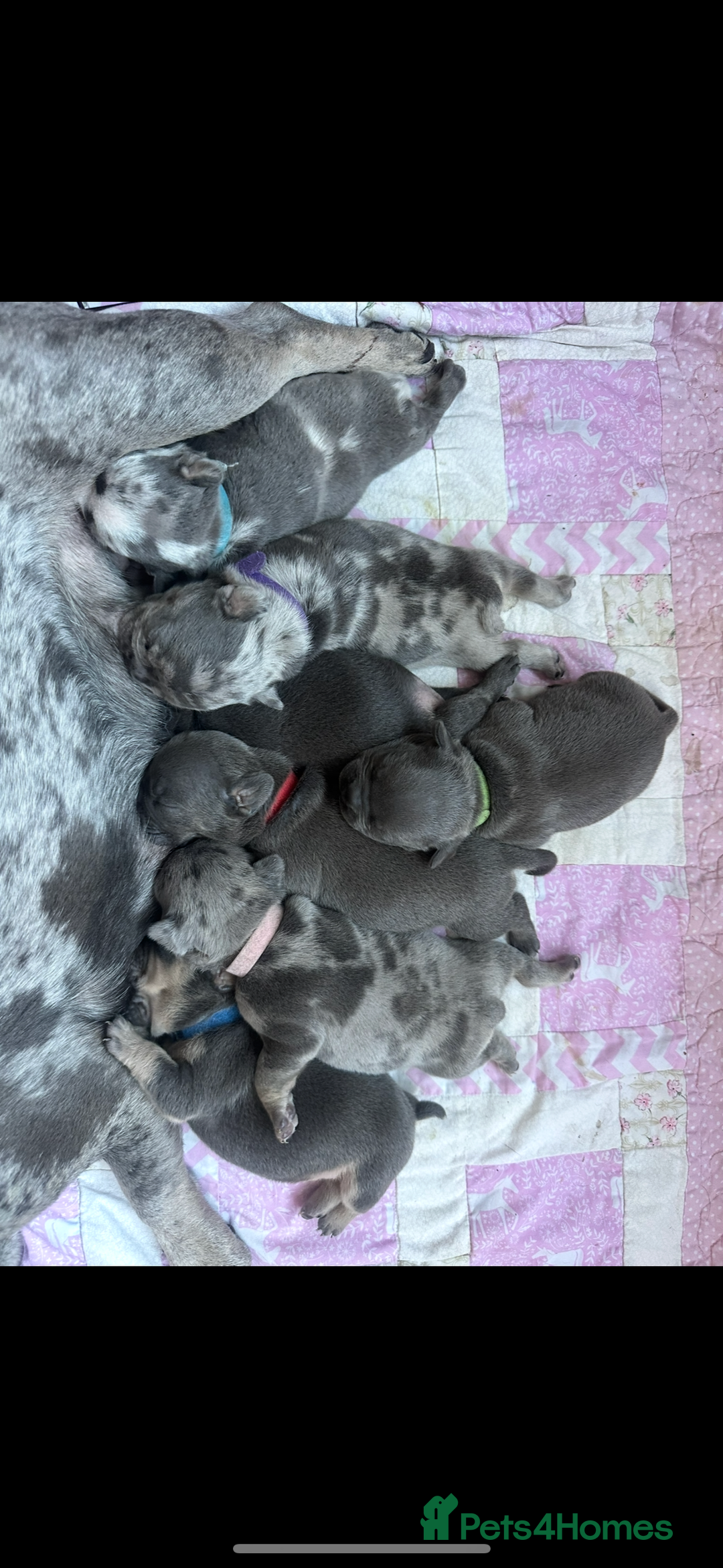 Mixed Breed dogs for sale: Frenchie cross pocket bullies  - Image 1
