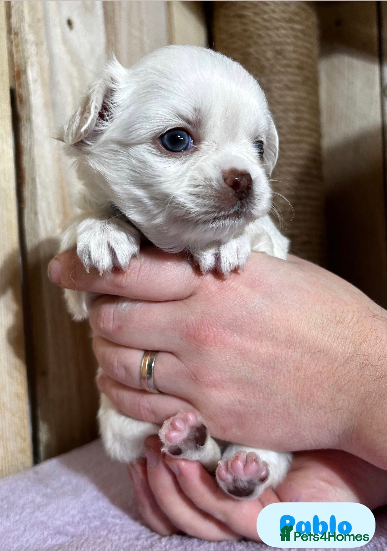 Chihuahua dogs  Long Coat Chihuahua 2 boys left Puppies - Advert 7