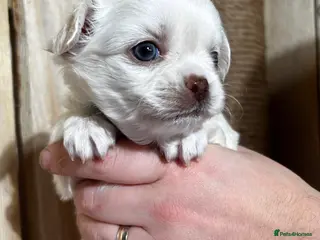 Chihuahua dogs Long Coat Chihuahua 2 boys left Puppies - Advert 7