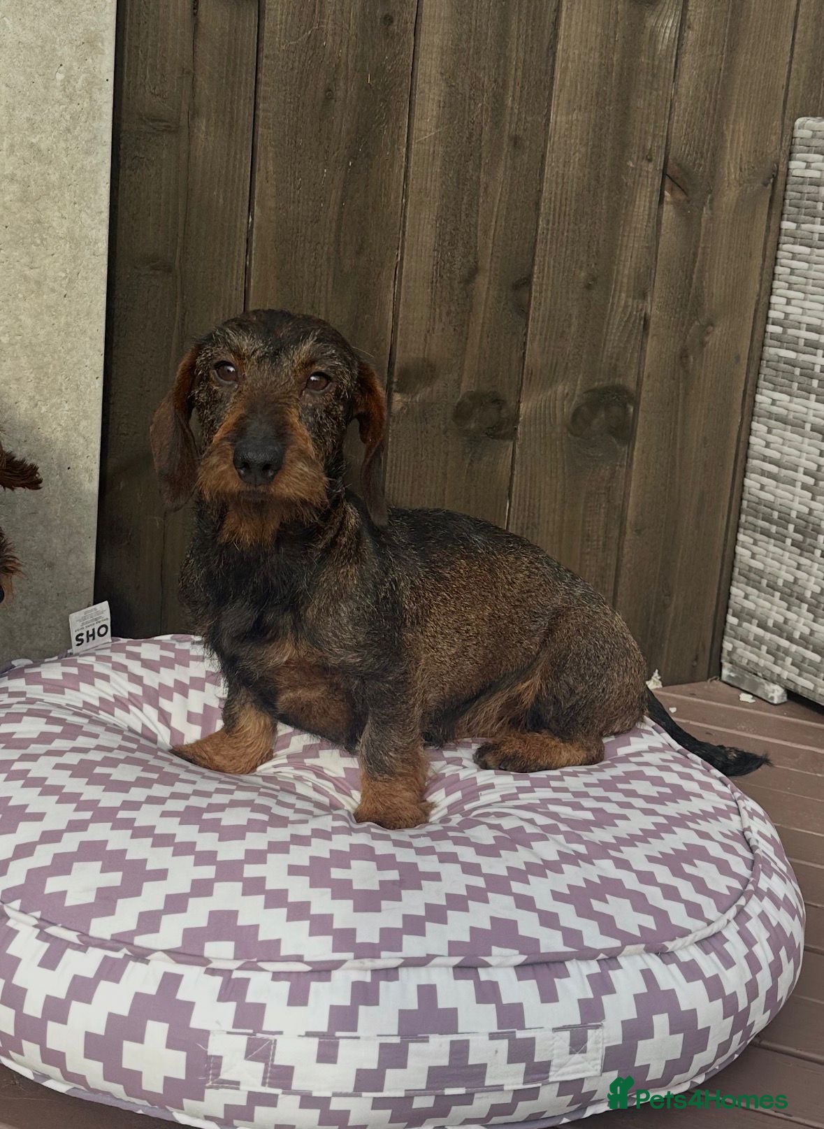 Dachshund dogs Wire haired daschund girl - Advert 1