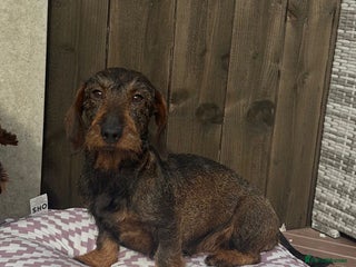 Dachshund dogs Wire haired daschund girl - Advert 6